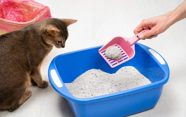 litter box